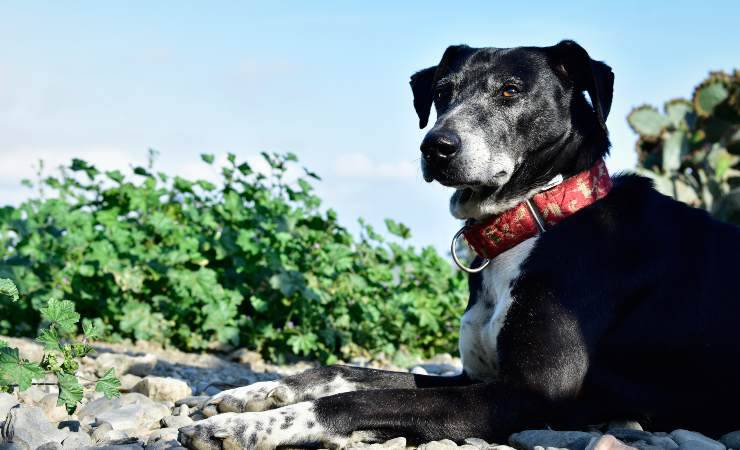 cane da pastore mallorquin