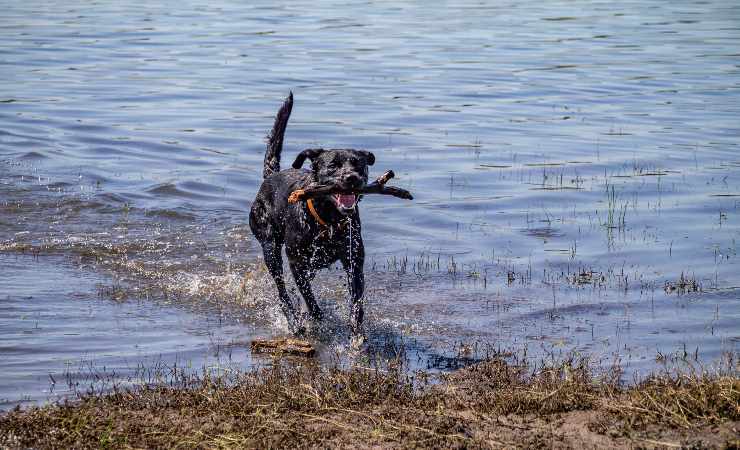 cane da pastore mallorquin