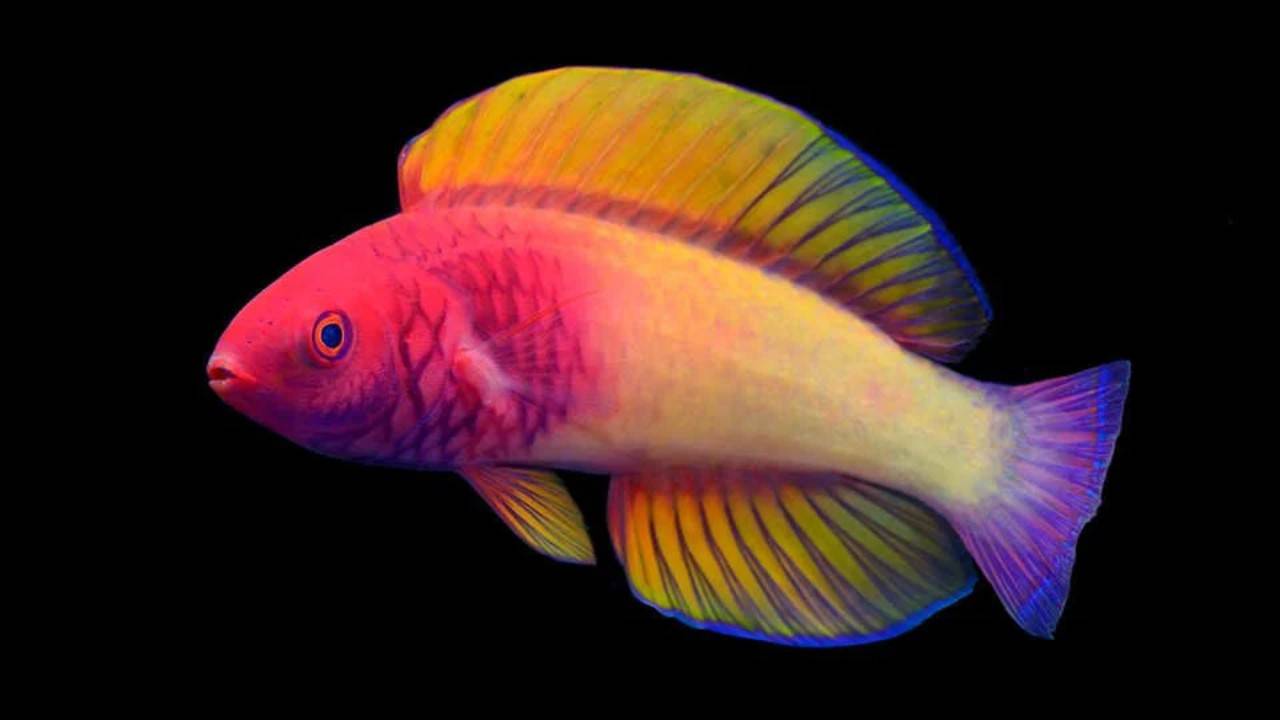 Rainbow fish, a new species in the Maldives: science confirms