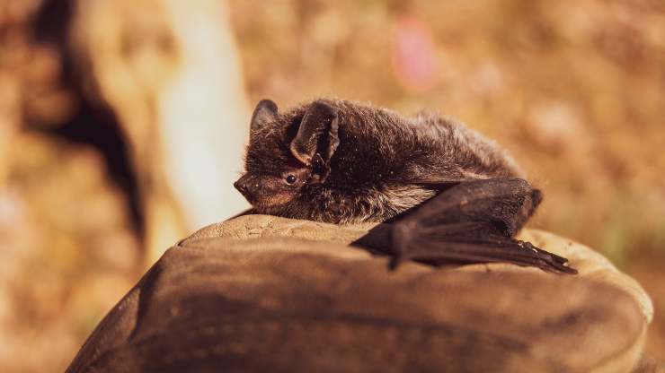 pipistrello