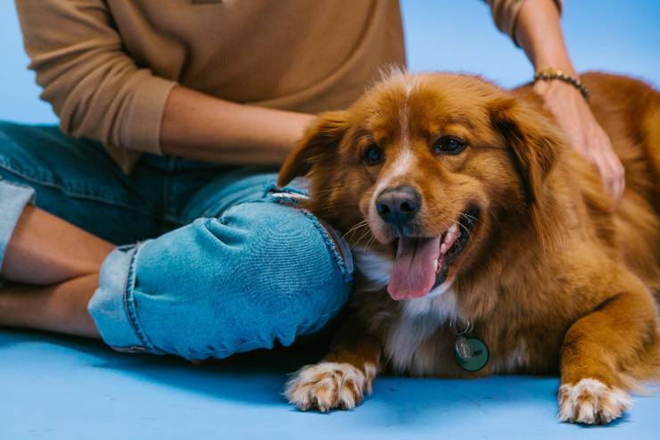 Il comportamento del cane