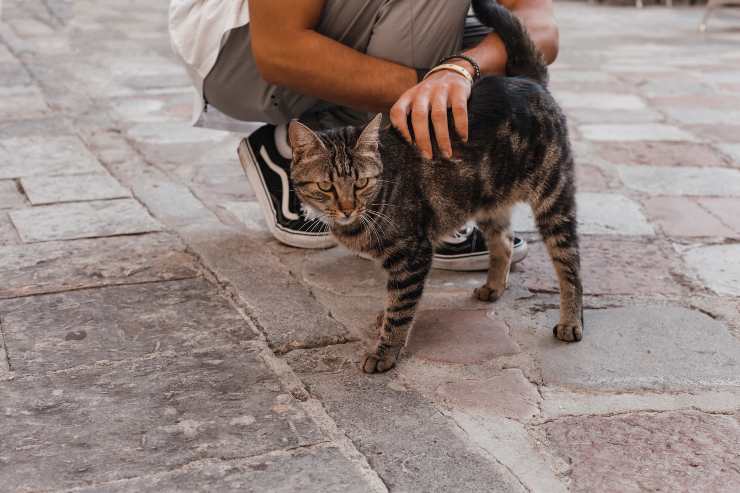 Il micio con il padrone