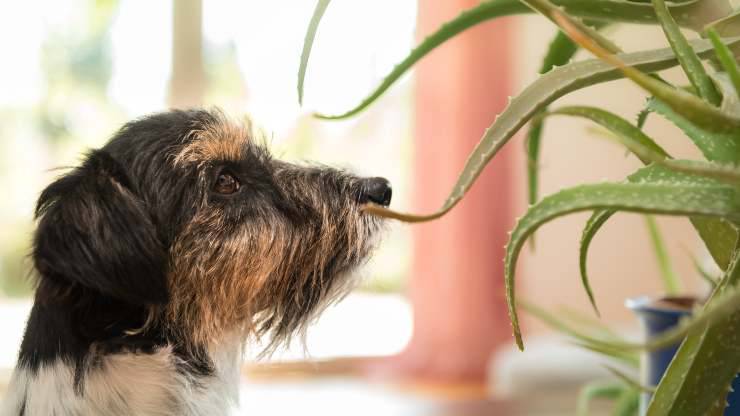 piante estive pericolose per cane