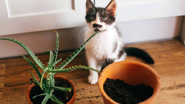 piante estive pericolose per il gatto