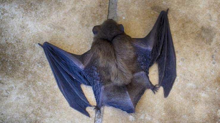 pipistrello