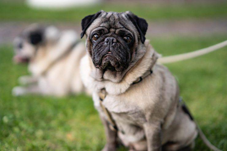 Il cane attende sul prato