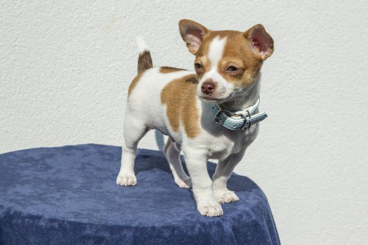 Cagnolino vuole andare fuori