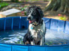 rendere sicura piscina in casa cane