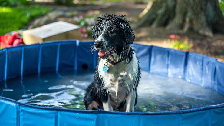 rendere sicura piscina in casa cane