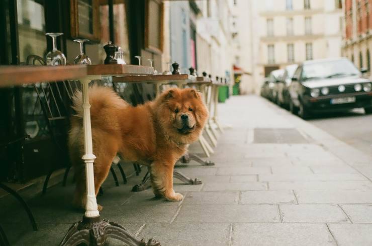 Gestire il cane al ristorante