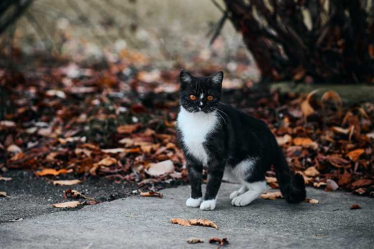 Il gatto si allontana dalle persone