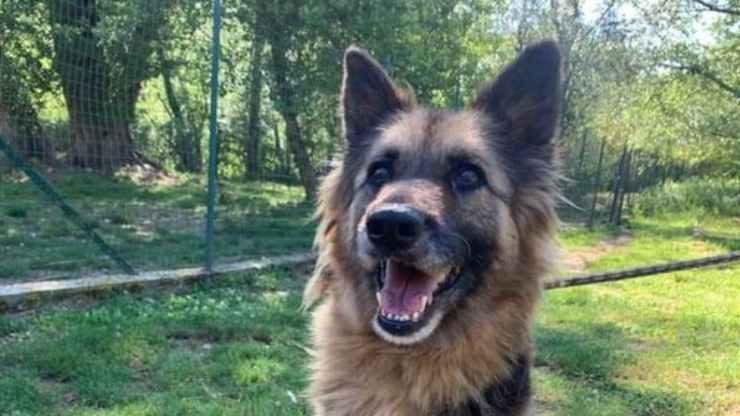 Il sorriso della cagnolina (Foto Facebook)