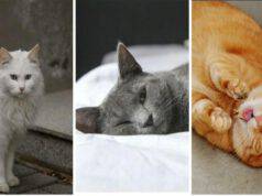Bianco grigio o rosso ? Scegli il gatto che preferisci e scoprirai chi sei (foto Pixabay/Amorea4zampe)
