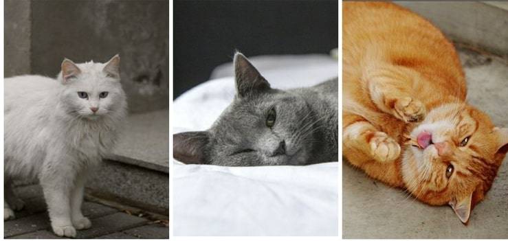 Bianco grigio o rosso ? Scegli il gatto che preferisci e scoprirai chi sei