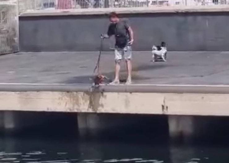 Getta il cane dal pontile per rinfrescarlo: un bagno pericolosissimo (Screen Video)