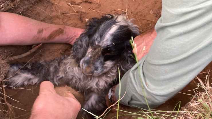 cane in primo piano (foto Facebook)