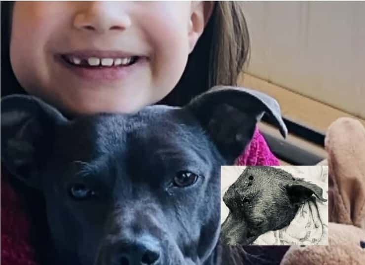 Un cane eroe ha perso la vita per salvare 4 bambini da un puma