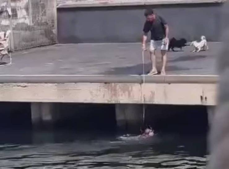 Getta il cane dal pontile per rinfrescarlo: un bagno pericolosissimo (Screen Video)