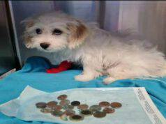 Il cane stava malissimo, lo portano dal veterinario e nel suo stomaco trovano 20 monete (Foto Facebook)