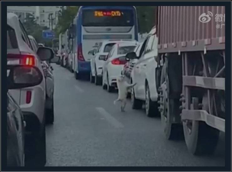 Apre lo sportello e abbandona il cane nel traffico andando via (Screen Video)