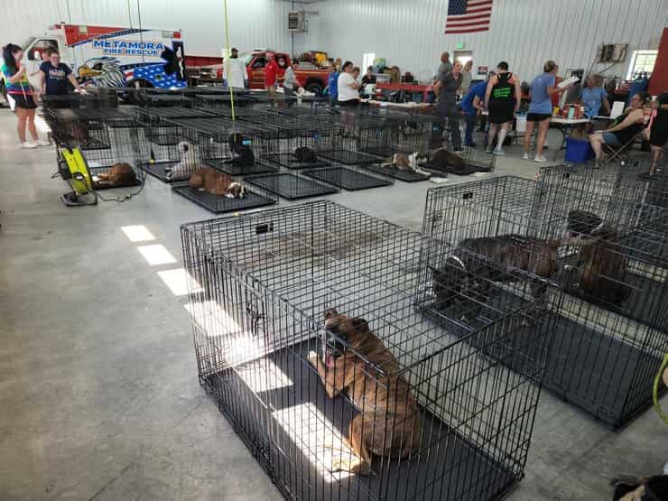 L'indagine porta al ritrovamento di 90 cani rinchiusi in una casa (Foto)