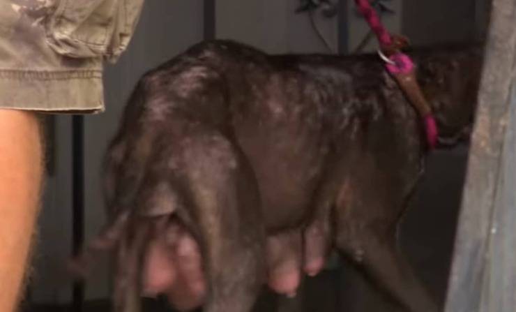 Cagnolina diventa mamma ma viene immediatamente abbandonata da sola senza i cuccioli (Screen Video)