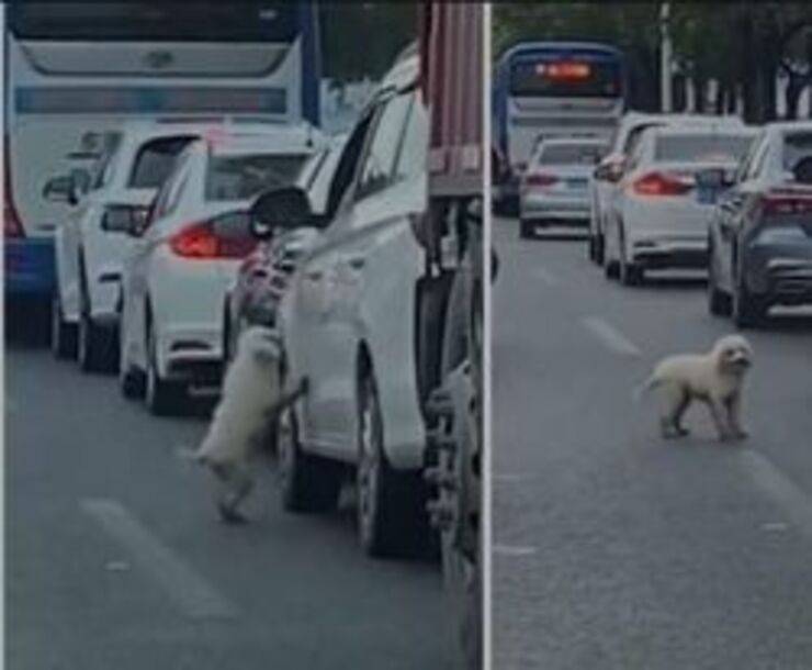 Apre lo sportello e abbandona il cane nel traffico andando via (Video)