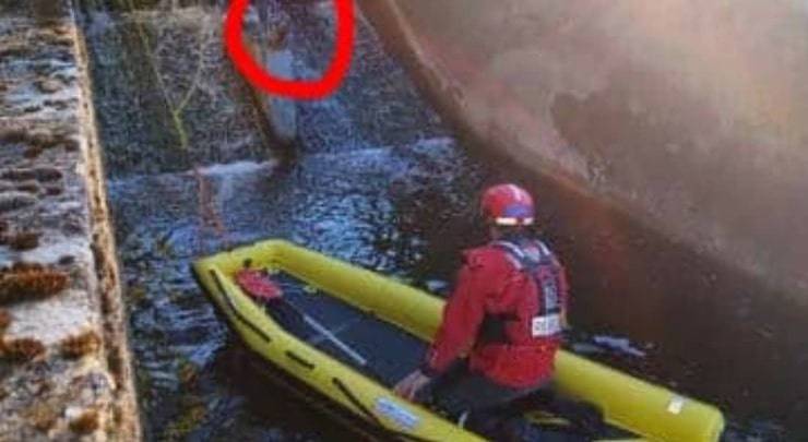 Cucciolo cade in acqua, necessario l'intervento dei vigili per salvarlo (Foto)