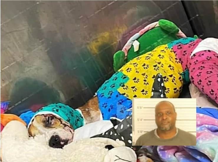 Trovato l'uomo crudele che ha dato fuoco al cane grazie ai vicini che hanno salvato il cucciolo e poi denunciato l'uomo