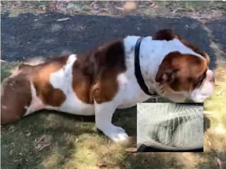 Coppia va in vacanza e lascia il cane da un amico che gli spara e lo paralizza a vita ma loro non se ne accorgono (Screen Video)