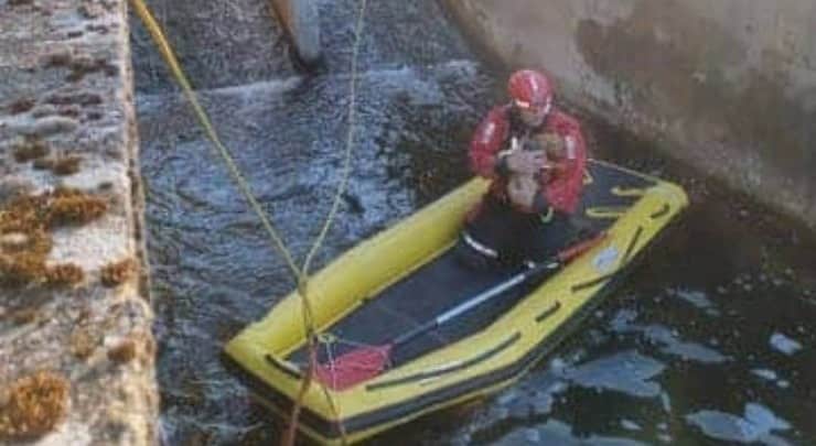 Cucciolo cade in acqua, necessario l'intervento dei vigili per salvarlo (Foto Facebook)