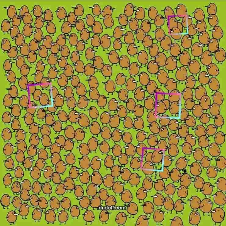 Trova la frutta nascosa nel test dei kiwi: solo i più astuti riescono a vederli (Foto Instagram)