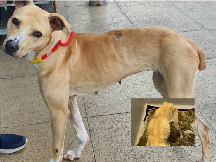 Donna a cui era stato vietato di tenere animali per 3 anni trovata con un cane talmente affamato da mangiare la sua stessa coda
