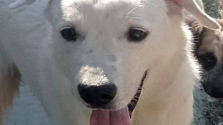 Uno splendido cane bianco (Foto Facebook)