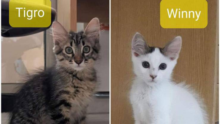 gatti in primo piano (Foto Facebook)