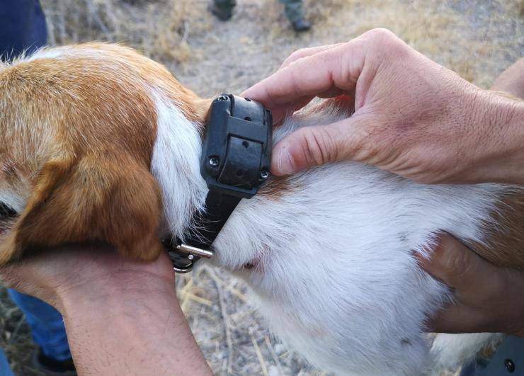 Collar eléctrico para perros (foto de Facebook)