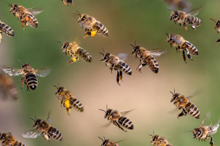 Sciami di api nella proprietà altrui