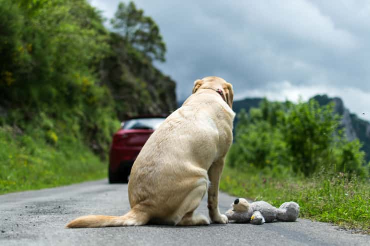 La bufala vergognosa diffusa sui social per salvare i cani abbandonati in autostrada