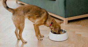 Alimenti ricchi di Omega 3 per i cani