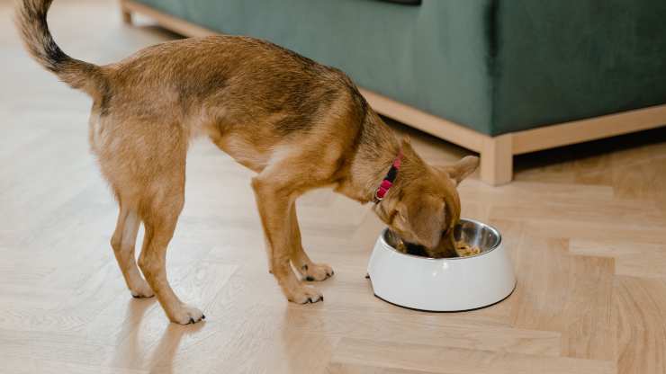 Alimentos ricos en Omega 3 para perros