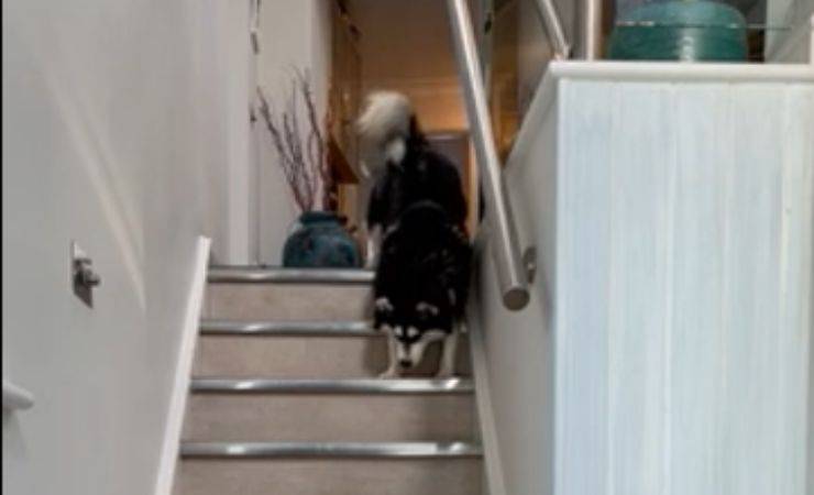 cane cieco scende le scale video