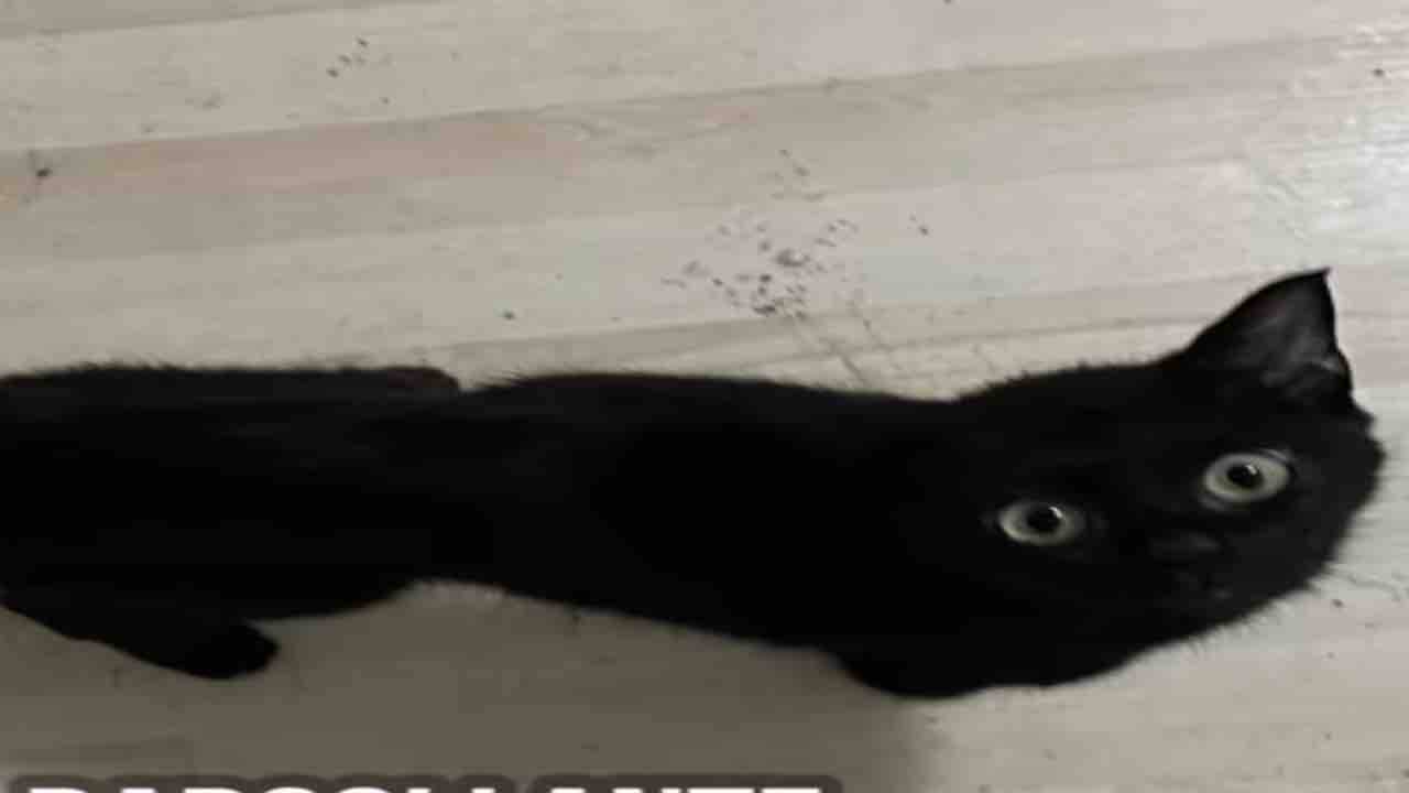 Gattino nero Calimero