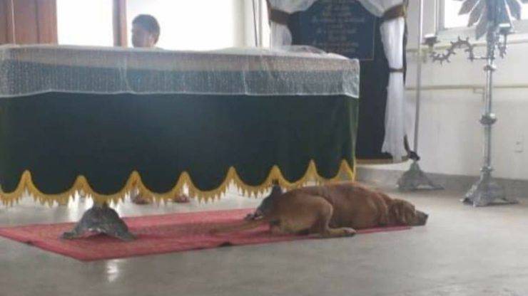 cane va al funerale video