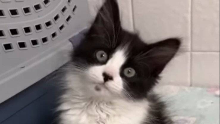 dulce mirada de la gatita (Foto video)