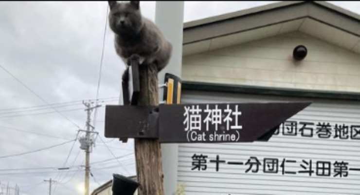 L'isola dei gatti (Foto Instagram)