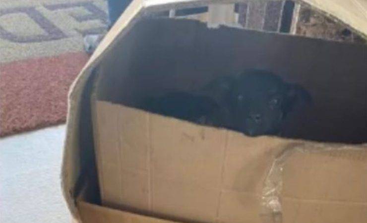 cuccioli abbandonati dentro scatolone