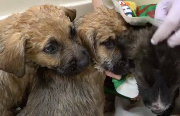 cuccioli cane abbandonati deserto