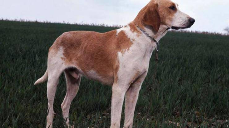 Francese bianco e arancio