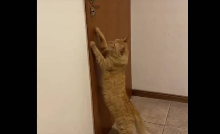 gatto apre porta alla sua umana