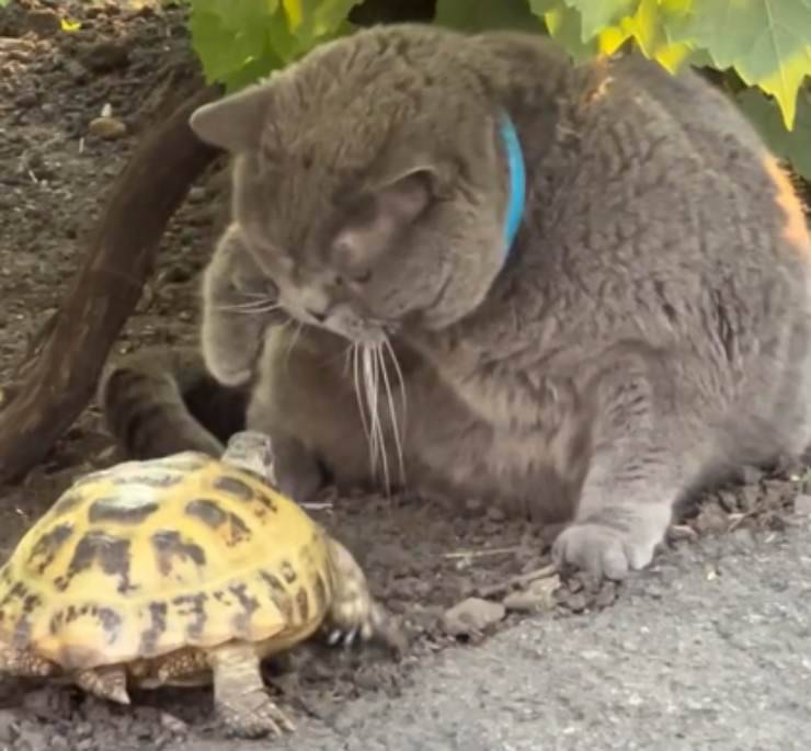 video de gato juega con tortuga